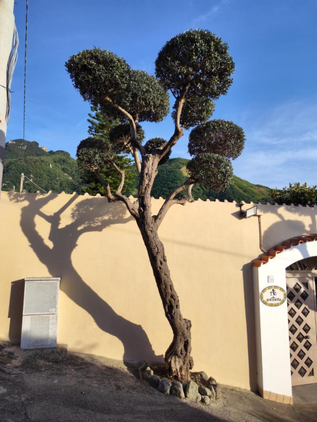 Villa Antonietta Ischia Buitenkant foto