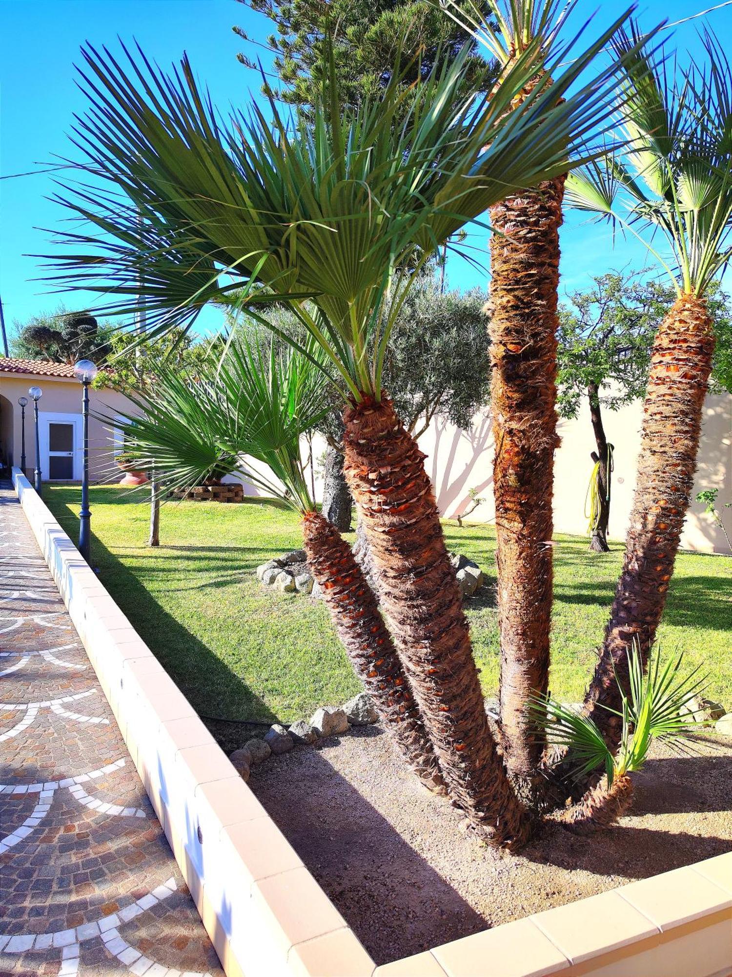 Villa Antonietta Ischia Buitenkant foto